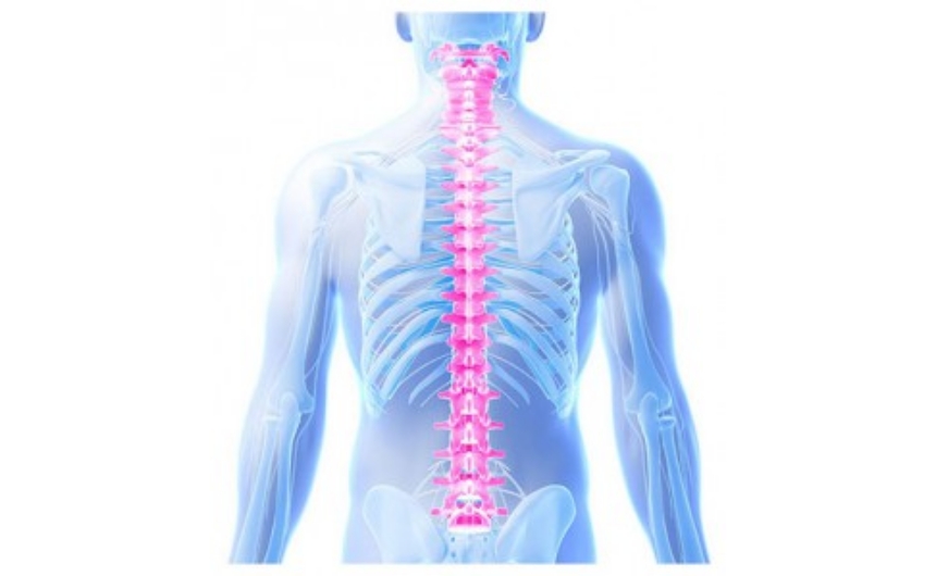 脊椎の役割